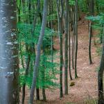 Buchenwald, Hirschbett, Penon, Terzertal, Wald