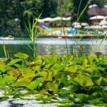 Montiggler Wald, schwimmen, Seerosen