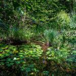 Biotop, Kleiner Montiggler See, Montiggler Wald