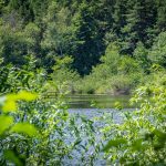 Langmoos, Montiggler Wald, Natur