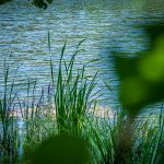 Langmoos, Montiggler Wald, Natur