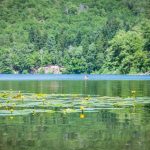 Großer Montiggler See, Montiggler Wald, Seerose