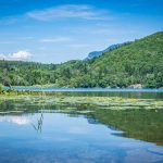 Großer Montiggler See, Montiggler Wald, Seerose