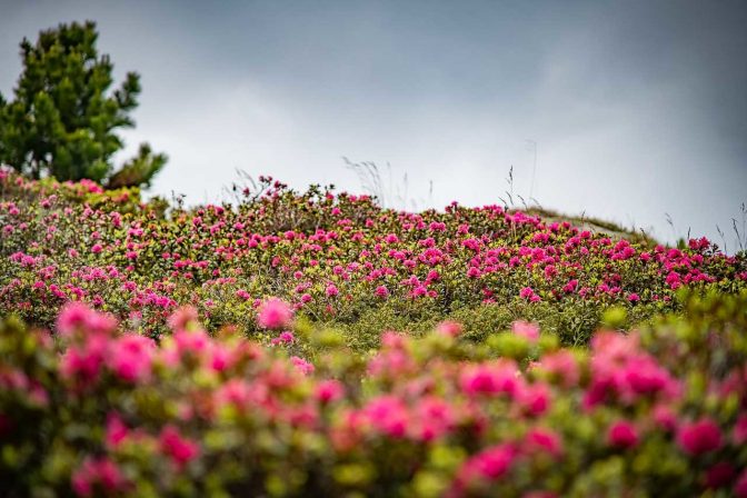 Alpenrosen in voller Blüte