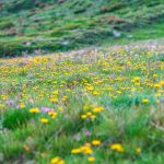 Alpenblumen, Schlinigtal