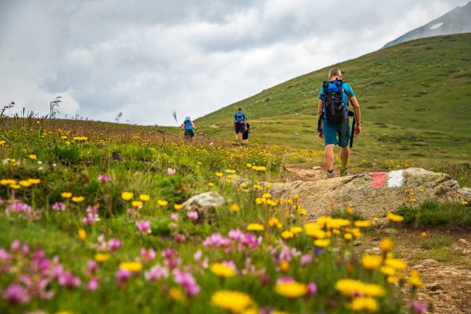 Alpenblumenwiese