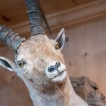 Sesvenna Hütte, Steinbock