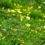 Alpenblumen