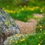 Alpenblumen