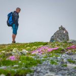 Alpenblumen, wandern