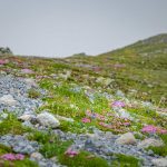 Alpenblumen