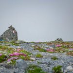 Alpenblumen