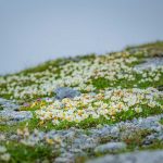 Alpenblumen