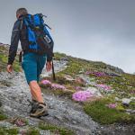 Alpenblumen, wandern