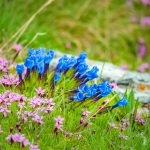 Alpenblumen, Enzian