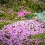 Alpenblumen