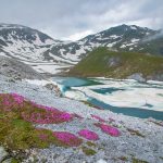 Alpenblumen, Sesvenna See