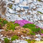 Alpenblumen, Sesvenna See