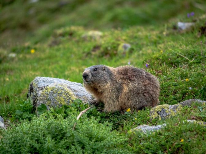 putziger Alpenbewohner - ein Murmeltier