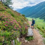 Almsteig, Alpenrosen, Schlinigtal, wandern