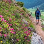 Almsteig, Alpenrosen, Schlinigtal, wandern