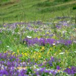 Almwiese, Alpenblumen, Schlinigtal