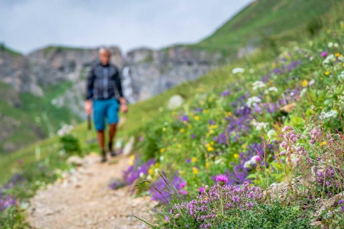 Ein Meer aus Alpenwiesenblumen