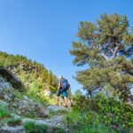 Bergsteigen, Matscher Tal, wandern, Zirbelkiefer