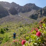 Alpenrosen, Matscher Tal, wandern