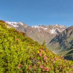 Alpenrosen, Bärenbartkofel, Freibrunner Spitze, Matscher Tal, Rabenkopf