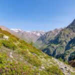 Alpenrosen, Freibrunner Spitze, Matscher Tal, Rabenkopf