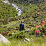 Alpenrosen, Matscher Tal, wandern