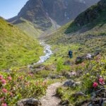 Alpenrosen, Bach, Matscher Tal, wandern