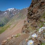 Alpenblumen, Matscher Tal, Oberetteshütte