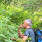 Baum, Himbeeren, Holz, Natur, Person, Pflanze, Wald