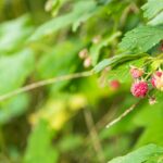 Himbeeren, Natur, Pflanze