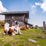 Alm Pirchneralbe, Architektur, Farmtiere, Himmel, Kuh, Kühe, Landwirtschaft, Natur, Obere Pertingeralm, Pflanzenfresser, Säugetier, Tier, Wolken