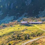 Alm, Grünbacher Alpe, Kühe, Matte, Oberhütte, Weide