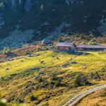 Alm, Grünbacher Alpe, Kühe, Matte, Oberhütte, Weide