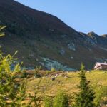 Alm, Berg, Grünbacher Alpe, Hochland, Kühe, Matte, Natur, Oberhütte, Weide