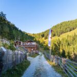 Baum, Hochland, Holz, Moarhoferalm, Natur, Pflanze