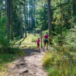 Baum, Gummer, Holz, Natur, Pflanze, Planetenweg, Trampelpfad, Wald, Waldsteig