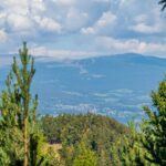 Baum, Gummer, Holz, Natur, Pflanze, Planetenweg, Ritten, Wald