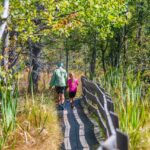 Baum, Biotop Schustermoos, Gummer, Hochmoor, Holz, Moor, Natur, Pflanze, Planetenweg, Wald