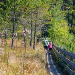 Baum, Biotop Schustermoos, Gummer, Hochmoor, Holz, Moor, Natur, Pflanze, Planetenweg, Wald