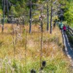 Biotop Schustermoos, Gummer, Hochmoor, Moor, Planetenweg