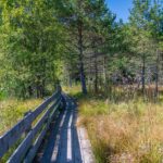 Baum, Biotop Schustermoos, Gummer, Hochmoor, Holz, Moor, Natur, Pflanze, Planetenweg