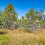 Baum, Biotop Schustermoos, Gummer, Hochmoor, Holz, Moor, Natur, Pflanze, Planetenweg