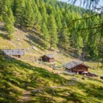 Alm, Baum, Berg, Hochland, Holz, Kaserfeld Alm, Matte, Natur, Pflanze, Ulten, Ultental, Ultimo, Val d’Ultimo, Wald, Weide