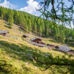 Alm, Baum, Berg, Hochland, Holz, Kaserfeld Alm, Matte, Natur, Pflanze, Ulten, Ultental, Ultimo, Val d’Ultimo, Wald, Weide